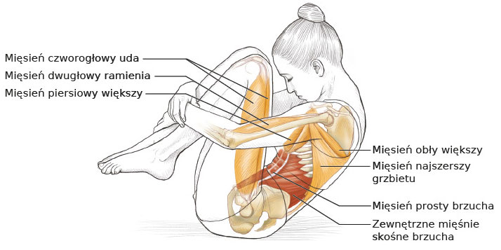 Ilustracja przedstawiająca osobę wykonującą ćwiczenie pilates w pozycji zwiniętej, z zaznaczonymi i opisanymi głównymi grupami mięśni zaangażowanymi w trening, m.in. mięśnie brzucha, ramion i ud.